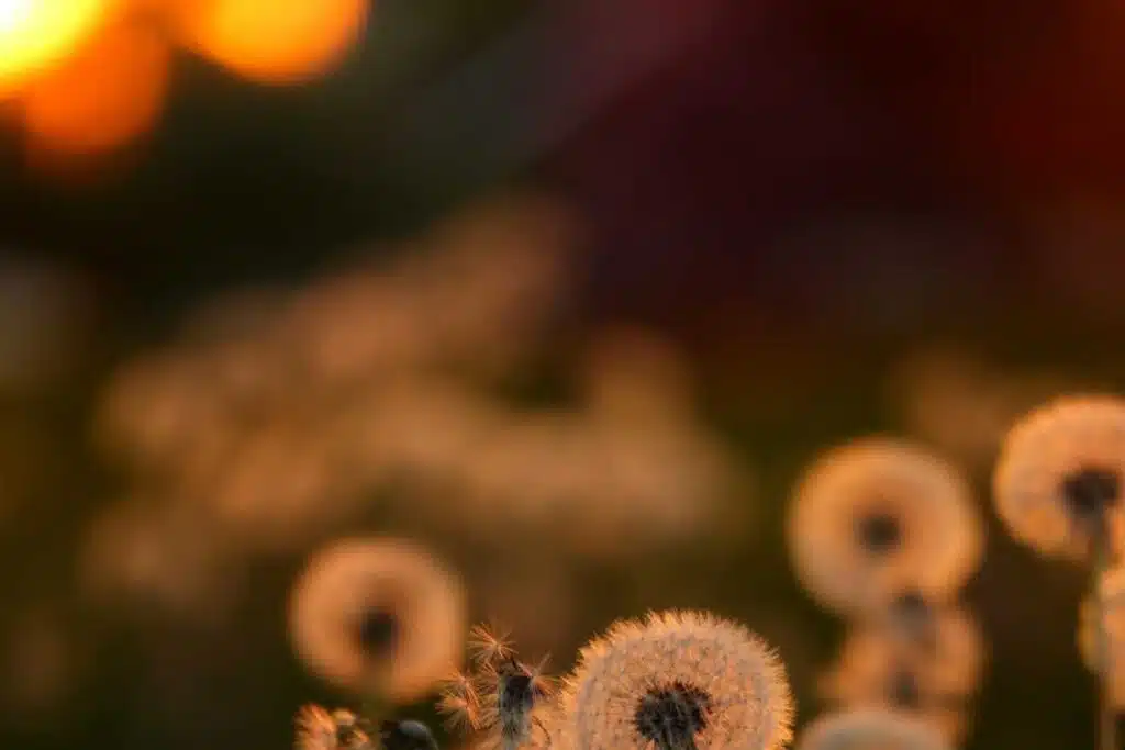 fleurs de pissenlit bienfaits recolte et utilisations que vous ignorez 1
