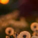 fleurs de pissenlit bienfaits recolte et utilisations que vous ignorez 1