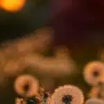 fleurs de pissenlit bienfaits recolte et utilisations que vous ignorez 1