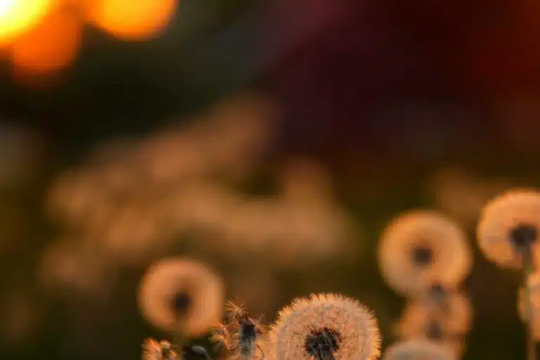 fleurs de pissenlit bienfaits recolte et utilisations que vous ignorez 1