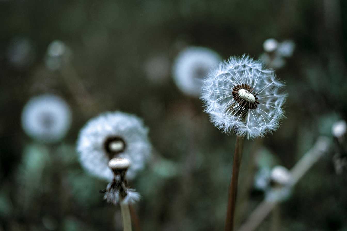 fleurs-de-pissenlit-bienfaits-recolte-et-utilisations-que-vous-ignorez-2