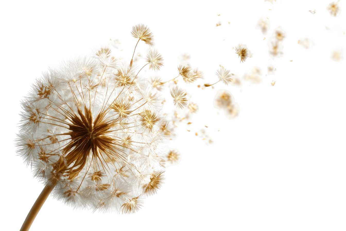 fleurs-de-pissenlit-bienfaits-recolte-et-utilisations-que-vous-ignorez-3