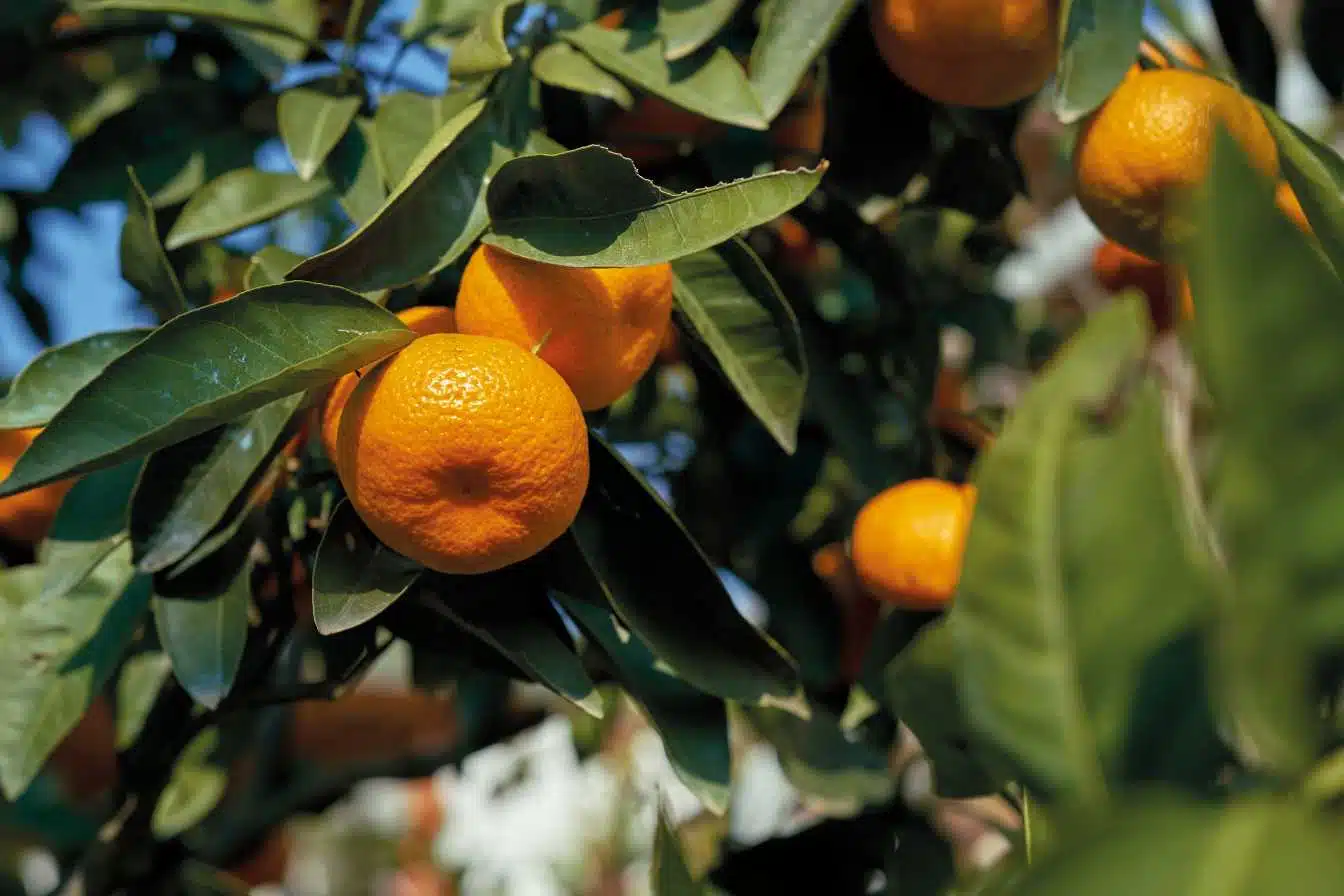 mandarine 1